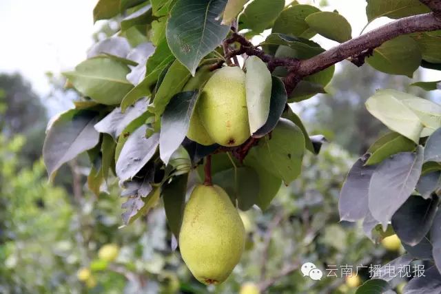 昆明周边自驾游最佳路线_昆明周边自驾游_昆明周边自驾游冷门地