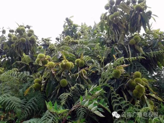 昆明周边自驾游最佳路线_昆明周边自驾游冷门地_昆明周边自驾游