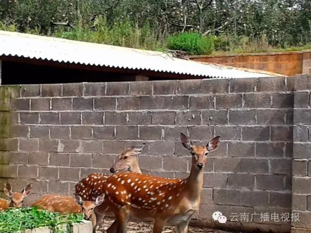 昆明周边自驾游_昆明周边自驾游冷门地_昆明周边自驾游最佳路线