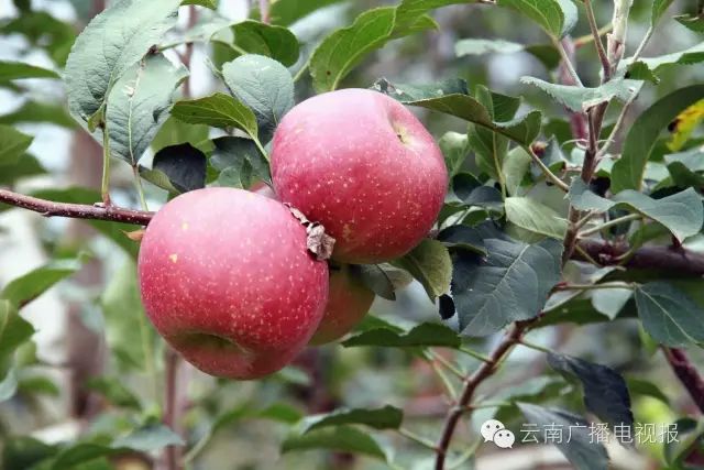 昆明周边自驾游最佳路线_昆明周边自驾游冷门地_昆明周边自驾游