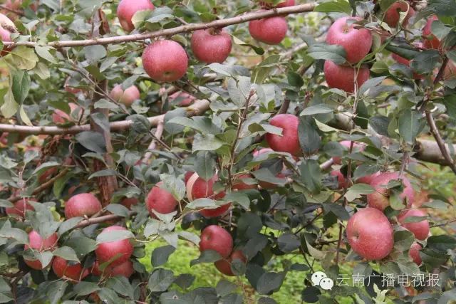 昆明周边自驾游_昆明周边自驾游冷门地_昆明周边自驾游最佳路线